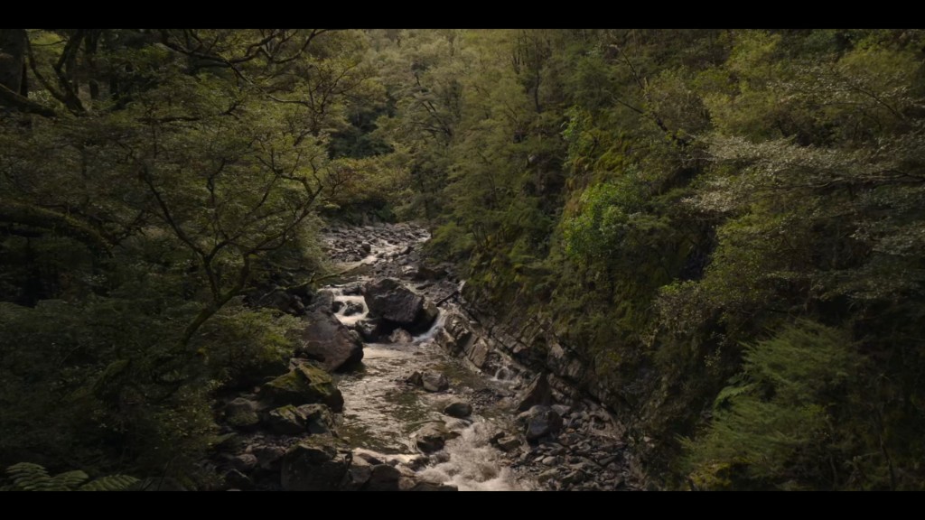 Forest stream. Sams Creek